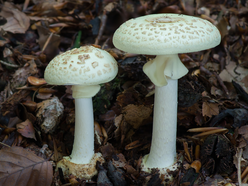 Amanita citrina var. citrina